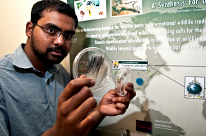 As with human crime cases, genetic material can be extracted from samples of wild animals such as hair, bone or feces. At the Conservation Genetics Lab, Ashwin Naidu analyzes DNA from samples of hair and bone to identify information such as the species, sex, place of origin or sometimes even the individual animal involved a case of wildlife crime. (Photo by Patrick McArdle/UANews) As with human crime cases, genetic material can be extracted from samples of wild animals such as hair, bone or feces. At the Conservation Genetics Lab, Ashwin Naidu analyzes DNA from samples of hair and bone to identify information such as the species, sex, place of origin or sometimes even the individual animal involved a case of wildlife crime. (Photo by Patrick McArdle/UANews)
